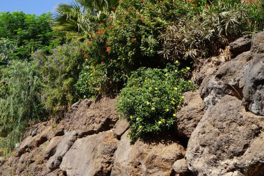 Turuncu çiçekli Tecomaria capensis, sarı çiçekli Turnera ulmifolia ve diğer bitkiler Kasım ayında büyür. La Lajita, Las Palmas, İspanya. 