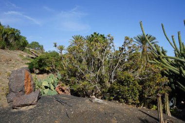 Kasım ayında Fuerteventura Oasis Yaban Hayatı civarındaki bitki örtüsüyle güzel bir dağ manzarası. La Lajita, Las Palmas, İspanya.