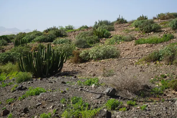 stock image Beautiful mountain landscape with vegetation in November in the vicinity of Oasis Wildlife Fuerteventura. La Lajita, Las Palmas, Spain.