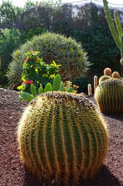 Kroenleinia grusonii kaktüsü ve diğer bitkiler Kasım ayında yetişir. Kroenleinia grusonii, altın fıçı kaktüsü, altın top ya da kayınvalide koltuğu, varil kaktüsünün bir türüdür. La Lajita, Las Palmas, İspanya.