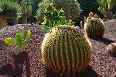 Kroenleinia grusonii kaktüsü ve diğer bitkiler Kasım ayında yetişir. Kroenleinia grusonii, altın fıçı kaktüsü, altın top ya da kayınvalide koltuğu, varil kaktüsünün bir türüdür. La Lajita, Las Palmas, İspanya.