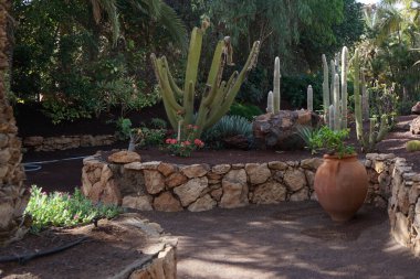 Kasım ayında Oasis Vahşi Yaşam Fuerteventura 'daki kaktüs ve sulu bahçeyi bir kil amfora dekore eder. La Lajita, Las Palmas, İspanya
