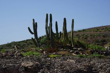 Euphorbia kanariensis Kasım ayında büyür. Euphorbia kanariensis, Herkül kulübü veya İspanyol kardonunda Euphorbia cinsi ve Euphorbiaceae familyasının sulu bir üyesidir. La Lajita, Las Palmas, İspanya. 