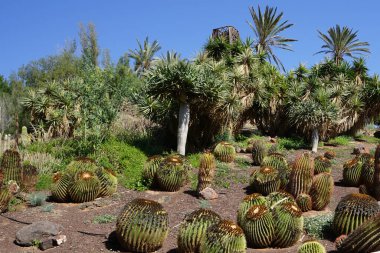 Kasım ayında Dracaena draco, Kroenleinia grusonii, Ferocactus pilosus ve diğer bitkiler yetişir. Dracaena draco (Kanarya Adaları Ejderha Ağacı veya Drago), Dracaena familyasından bir ağaç türü. La Lajita, Las Palmas, İspanya. 