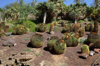 Kasım ayında Dracaena draco, Kroenleinia grusonii, Ferocactus pilosus ve diğer bitkiler yetişir. Dracaena draco (Kanarya Adaları Ejderha Ağacı veya Drago), Dracaena familyasından bir ağaç türü. La Lajita, Las Palmas, İspanya. 