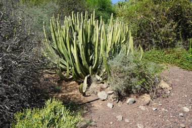 Euphorbia kanariensis Kasım ayında büyür. Euphorbia kanariensis, Herkül kulübü veya İspanyol kardonunda Euphorbia cinsi ve Euphorbiaceae familyasının sulu bir üyesidir. La Lajita, Las Palmas, İspanya. 