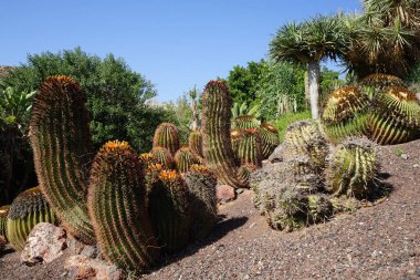 Ferocactus pilosus cacti and other plants growing in November. Ferocactus pilosus, Mexican lime cactus or Mexican fire barrel, is a species of cactus. La Lajita, Las Palmas, Spain. clipart