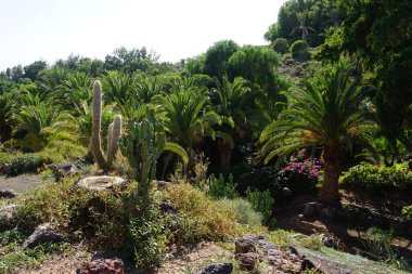 Kasım ayında Leucostele atacamensis, Euphorbia Abyssinica, Phoenix canariensis ve diğer bitkiler Oasis Vahşi Yaşam Fuerteventura botanik bahçesinde yetişir. La Lajita, Las Palmas, İspanya