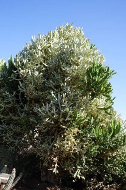 Euphorbia lactea kasım ayında yetişir. Euphorbia lactea, benekli spurge, fırfırlı fan, elkhorn, şamdan, şamdan ağacı, şamdan kaktüsü ve şamdan bitkisi türünde bir bitki türüdür. La Lajita, Las Palmas, İspanya.