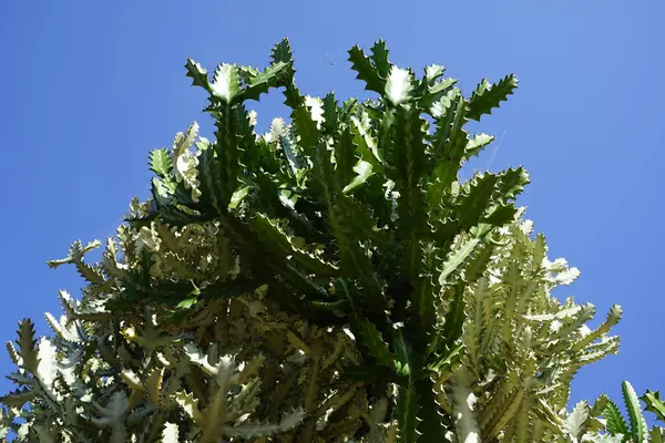 stock image Euphorbia lactea grows in November. Euphorbia lactea, mottled spurge, frilled fan, elkhorn, candelabra spurge, candelabrum tree, candelabra cactus, candelabra plant, dragon bones, false cactus, is a species of spurge. La Lajita, Las Palmas, Spain. 