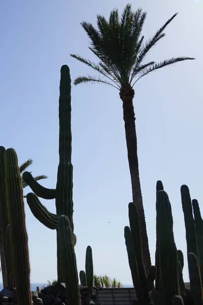 stock image Pachycereus pringlei cacti and other plants grow in November. Pachycereus pringlei is a species of plant in the genus Pachycereus from the cactus family Cactaceae. La Lajita, Las Palmas, Spain 