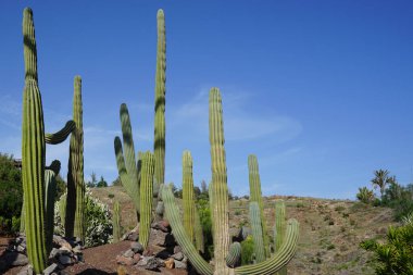 Pachycereus pringlei kaktüsü ve diğer bitkiler Kasım ayında yetişir. Pachycereus pringlei, kaktüs familyasından bir bitki türüdür. La Lajita, Las Palmas, İspanya 