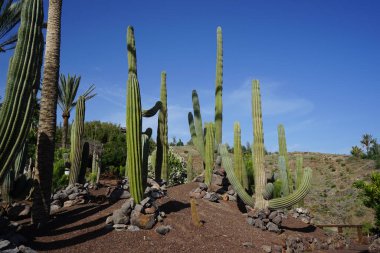 Pachycereus pringlei kaktüsü ve diğer bitkiler Kasım ayında yetişir. Pachycereus pringlei, kaktüs familyasından bir bitki türüdür. La Lajita, Las Palmas, İspanya 