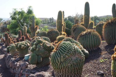 Echinocactus platyacanthus ve diğer bitkiler Kasım ayında yetişir. Echinocactus platyacanthus, kaktüs, dev Viznaga veya Biznaga de dulce, kaktüs familyasından bir kaktüs türüdür. La Lajita, Las Palmas, İspanya