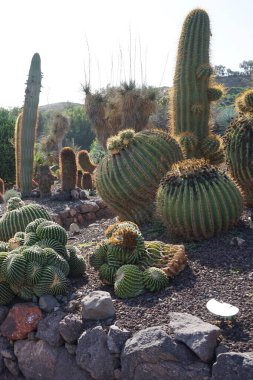 Echinocactus platyacanthus ve diğer bitkiler Kasım ayında yetişir. Echinocactus platyacanthus, kaktüs, altın fıçı kaktüsü, dev Viznaga veya Biznaga de dulce, kaktüs familyasından bir kaktüs türü. La Lajita, Las Palmas, İspanya. 