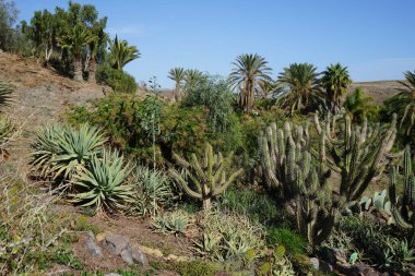 Aloe vera, Stetsonia coryne, Phoenix kanaryası ve diğer bitkiler Kasım ayında Fuerteventura botanik bahçesinde yetişir. La Lajita, Las Palmas, İspanya