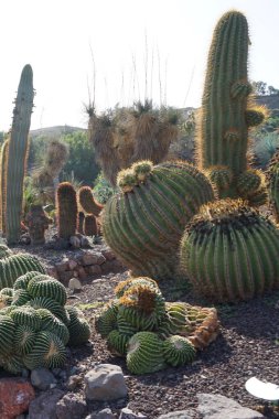 Echinocactus platyacanthus ve diğer bitkiler Kasım ayında yetişir. Echinocactus platyacanthus, kaktüs, altın fıçı kaktüsü, dev Viznaga veya Biznaga de dulce, kaktüs familyasından bir kaktüs türü. La Lajita, Las Palmas, İspanya. 