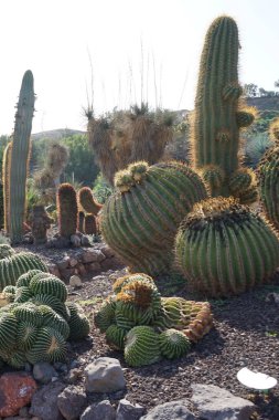 Echinocactus platyacanthus ve diğer bitkiler Kasım ayında yetişir. Echinocactus platyacanthus, kaktüs, altın fıçı kaktüsü, dev Viznaga veya Biznaga de dulce, kaktüs familyasından bir kaktüs türü. La Lajita, Las Palmas, İspanya. 