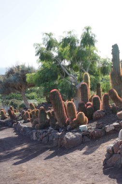 Ferocactus pilosus cacti growing in November. Ferocactus pilosus, Mexican lime cactus or Mexican fire barrel, is a species of cactus. La Lajita, Las Palmas, Spain.  clipart