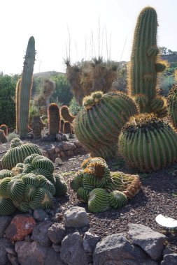 Echinocactus platyacanthus ve diğer bitkiler Kasım ayında yetişir. Echinocactus platyacanthus, kaktüs, altın fıçı kaktüsü, dev Viznaga veya Biznaga de dulce, kaktüs familyasından bir kaktüs türü. La Lajita, Las Palmas, İspanya. 
