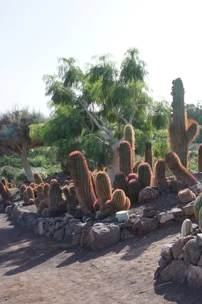 stock image Ferocactus pilosus cacti growing in November. Ferocactus pilosus, Mexican lime cactus or Mexican fire barrel, is a species of cactus. La Lajita, Las Palmas, Spain. 