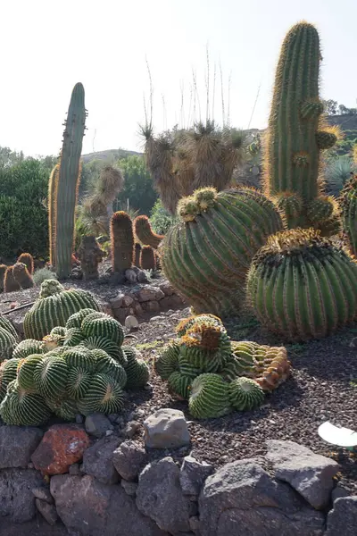 stock image Echinocactus platyacanthus and other plants grow in November. Echinocactus platyacanthus, the giant barrel cactus, golden barrel cactus, giant viznaga, or biznaga de dulce is a species of cactus in the family Cactaceae. La Lajita, Las Palmas, Spain. 