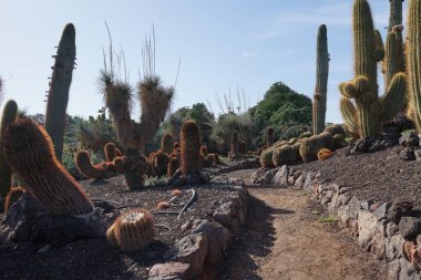 Echinopsis atacamensis, Ferocactus pilosus, Kroenleinia grusonii ve diğer bitkiler Kasım ayında Oasis Wildlife Fuerteventura botanik bahçesinde yetişir. La Lajita, Las Palmas, İspanya  