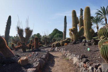 Echinopsis atacamensis, Ferocactus pilosus, Kroenleinia grusonii ve diğer bitkiler Kasım ayında Oasis Wildlife Fuerteventura botanik bahçesinde yetişir. La Lajita, Las Palmas, İspanya  