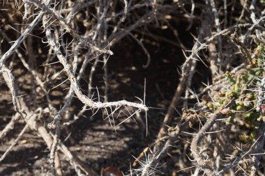 Cylindropuntia leptocaulis kasım ayında büyür. Cylindropuntia leptocaulis, çöl Noel kaktüsü, çöl Noel kollası, kalem kaktüsü veya tasajillo, kolla kaktüsünün bir türüdür. La Lajita, Las Palmas, İspanya.