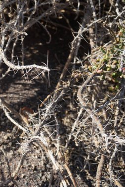 Cylindropuntia leptocaulis kasım ayında büyür. Cylindropuntia leptocaulis, çöl Noel kaktüsü, çöl Noel kollası, kalem kaktüsü veya tasajillo, kolla kaktüsünün bir türüdür. La Lajita, Las Palmas, İspanya.