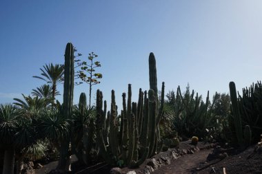 Stenocereus thurberi kaktüsü ve diğer bitkiler Kasım ayında yetişir. Stenocereus thurberi, bir organ boru kaktüsü türüdür. La Lajita, Las Palmas, İspanya 