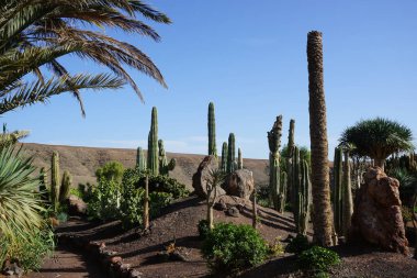 Pachycereus pringlei, Leucostele atacamensis, Dracaena draco, Phoenix canariensis ve diğer bitkiler Kasım ayında Oasis Vahşi Yaşam Fuerteventura 'da yetişir. La Lajita, Las Palmas, İspanya.