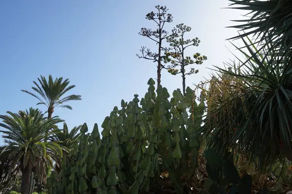 Euphorbia Cooperi Kasım 'da büyür. Euphorbia Cooci (Transvaal Candelabra), Euphorbiaceae familyasından bir bitki türü. La Lajita, Las Palmas, İspanya.