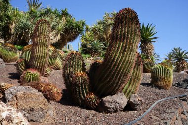 Uzun boylu Kaktüs Ferocactus Pilosus Kasım ayında büyür. Ferocactus pilosus (Meksika kireç kaktüsü veya Meksika ateş fıçısı), bir kaktüs türüdür. La Lajita, Las Palmas, İspanya.