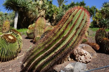 Uzun boylu Kaktüs Ferocactus Pilosus Kasım ayında büyür. Ferocactus pilosus (Meksika kireç kaktüsü veya Meksika ateş fıçısı), bir kaktüs türüdür. La Lajita, Las Palmas, İspanya.