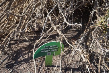 La Lajita, Las Palmas, İspanya - 1 Kasım 2022: Cylindropuntia leptocaulis Kasım ayında büyür. Cylindropuntia leptocaulis, çöl Noel kaktüsü, çöl Noel kollası, kalem kaktüsü veya tasajillo, kolla kaktüsünün bir türüdür.. 