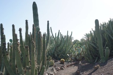 Stenocereus thurberi kaktüsü ve diğer bitkiler Kasım ayında yetişir. Stenocereus thurberi, bir organ boru kaktüsü türüdür. La Lajita, Las Palmas, İspanya 