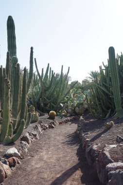 Stenocereus thurberi kaktüsü ve diğer bitkiler Kasım ayında yetişir. Stenocereus thurberi, bir organ boru kaktüsü türüdür. La Lajita, Las Palmas, İspanya 