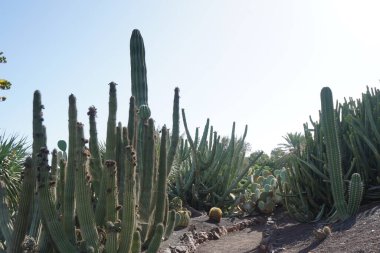 Stenocereus thurberi kaktüsü ve diğer bitkiler Kasım ayında yetişir. Stenocereus thurberi, bir organ boru kaktüsü türüdür. La Lajita, Las Palmas, İspanya 