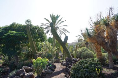 Pachycereus pringlei, Yucca grandiflora, Euphorbia lactea ve diğer bitkiler Kasım ayında Oasis Vahşi Yaşam Fuerteventura 'da yetişir. La Lajita, Las Palmas, İspanya
