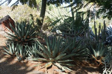 Agave scabra x nigra, Agave asperrima, Kasım 'da büyür. Agave scabra, Manfreda scabra, Agavoideae alt familyasının bir üyesidir. Vaha Fuerteventura, La Lajita, Las Palmas, İspanya 