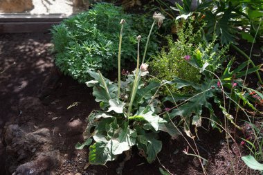 Gerbera Jamesonii Kasım 'da çiçek açar. Gerbera jamesonii, Gerbera familyasından bir bitki türü. Vaha Fuerteventura, La Lajita, Las Palmas, İspanya