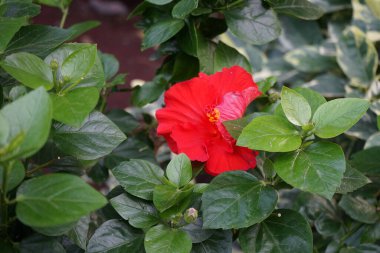 Hibiscus rosa-sinensis, Kasım ayında kırmızı çiçeklerle açar. Hibiscus rosa-sinensis, Çin-Hawaii amfibisi, Çin gülü, gül gülü ve ayakkabı siyah bitkisi, tropik amfibik türünün bir türüdür. Vaha Fuerteventura, La Lajita, Las Palmas, İspanya 