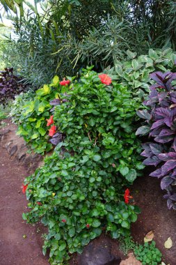 Hibiscus rosa-sinensis, Kasım ayında kırmızı çiçeklerle açar. Hibiscus rosa-sinensis, Çin-Hawaii amfibisi, Çin gülü, gül gülü ve ayakkabı siyah bitkisi, tropik amfibik türünün bir türüdür. Vaha Fuerteventura, La Lajita, Las Palmas, İspanya 