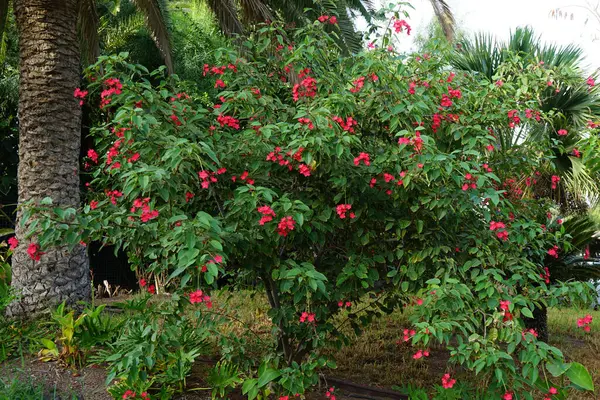 stock image Jatropha integerrima blooms with red flowers in November. Jatropha integerrima, peregrina or spicy jatropha, is a species of flowering plant in the spurge family, Euphorbiaceae. Oasis Wildlife Fuerteventura, La Lajita, Las Palmas, Spain