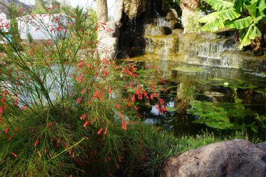 Russelia eşbiçimli çiçekleri Kasım ayında kırmızı çiçeklerle açar. Russelia equisetiforis, Plantaginaceae familyasından çiçek açan bir bitki türüdür. Vaha Vahşi Yaşam Fuerteventura, İspanya 