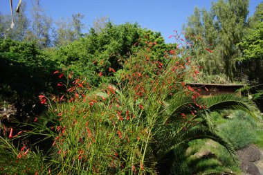 Russelia eşbiçimli çiçekleri Kasım ayında kırmızı çiçeklerle açar. Russelia equisetiforis, Plantaginaceae familyasından çiçek açan bir bitki türüdür. Vaha Vahşi Yaşam Fuerteventura, İspanya 