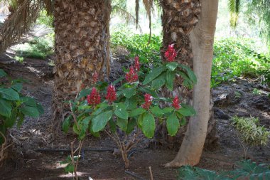 Megaskepasma erythrochlamys blooms with red flowers in November. Megaskepasma is a monotypic genus of plants containing the single species Megaskepasma erythrochlamys, Brazilian red-cloak. Oasis Wildlife Fuerteventura, La Lajita, Las Palmas, Spain  clipart