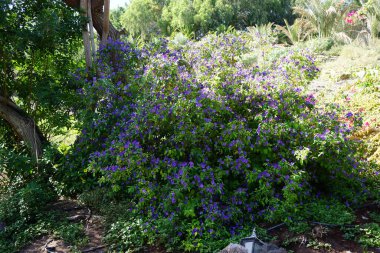 Lycianthes rantonnetii, Kasım ayında mavi-mor çiçeklerle çiçek açar. Lycianthes rantonnetii, (Türkçe: 
