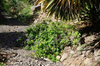 Lycianthes rantonnetii blooms with blue-violet flowers in November. Lycianthes rantonnetii, Solanum rantonnetii, the blue potato bush or Paraguay nightshade, is a species of flowering plant. Oasis Wildlife Fuerteventura, La Lajita, Las Palmas, Spain clipart